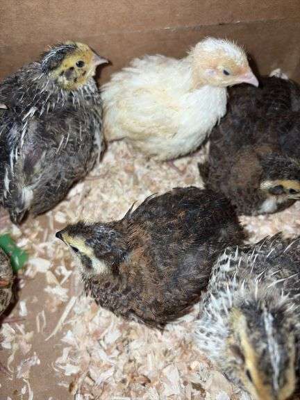 8 Celadon Mix Coturnix Quail - 2.5 Wks Old