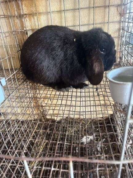 Holland Lop Buck