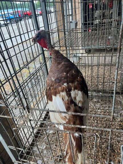 Heritage Bourbon Red Tom Turkey - 1 Yr Old