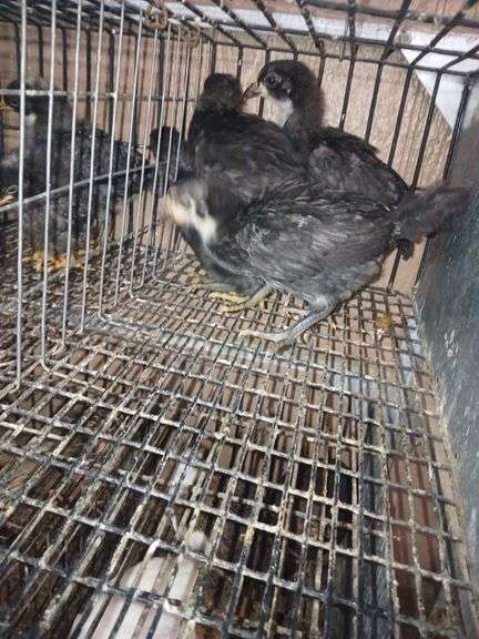 4 Black Jersey Giant Pullets