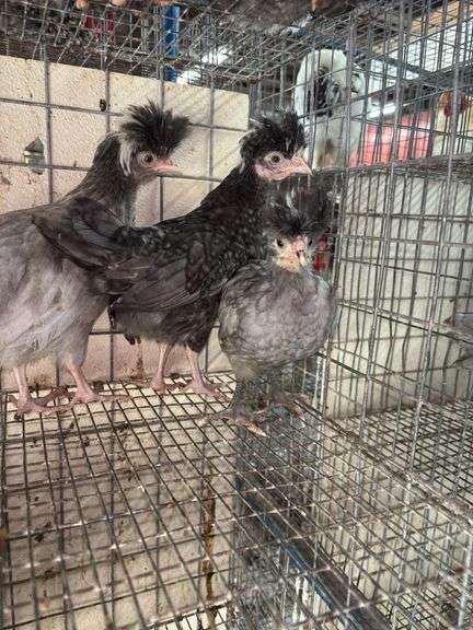 3 Polish Pullets - 5 Wks Old