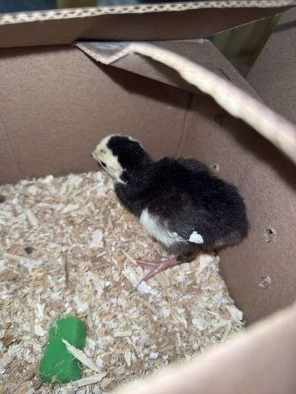 Green Peachick