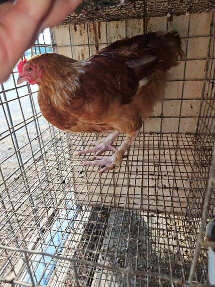Maran Rooster