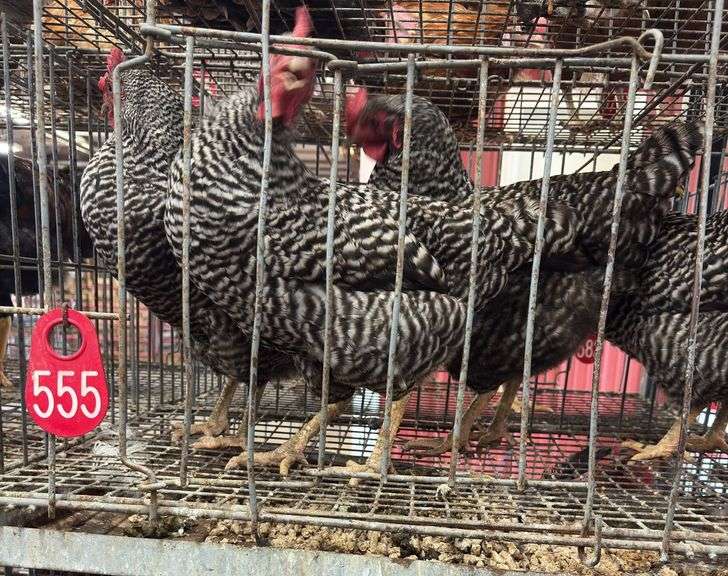 4 Barred Rock Hens - 8 Mos Old