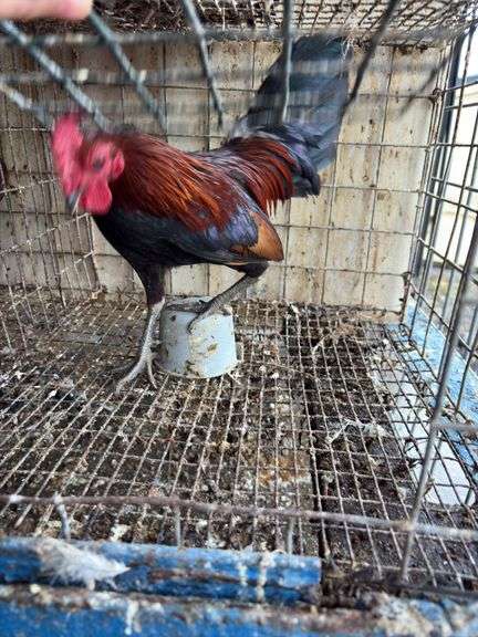 Banty Rooster