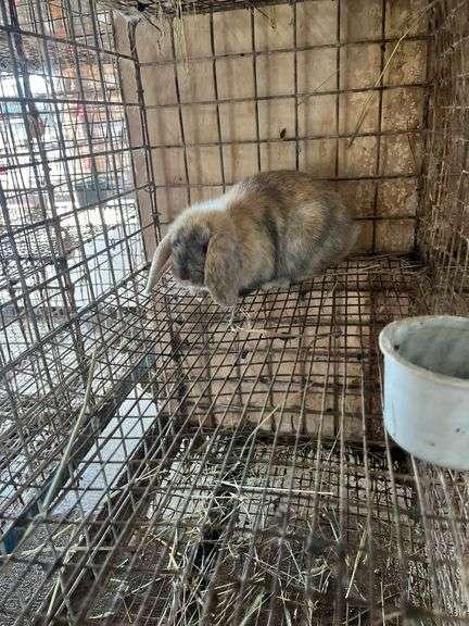 Holland Lop Bunny