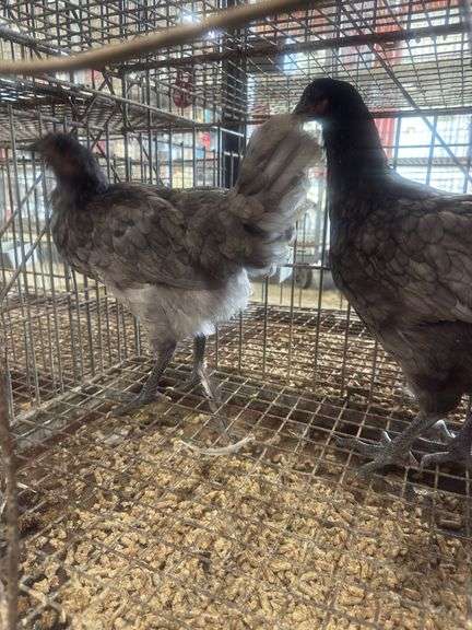 3 Blue Jersey Giant Pullets
