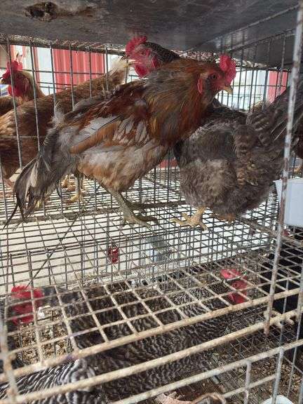 Pair Chickens