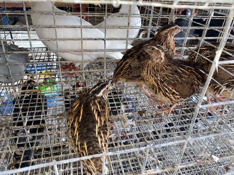3 Jumbo Wilds Quail - 8wks Old