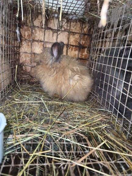 Tan Lionhead Buck