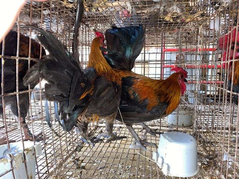 2 Banty Roosters