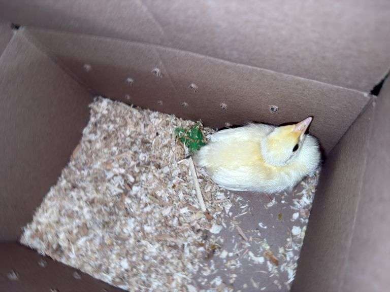 White Peachick