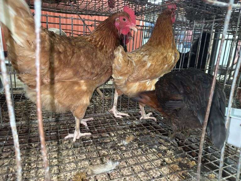 3 Laying Hens