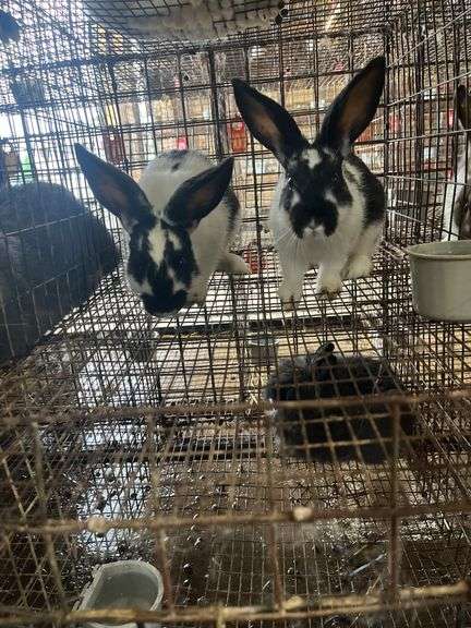 2 Rabbits
