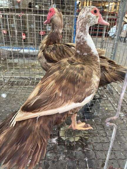 Pair of Muscovy Ducks - 1 Has Blood On Wings