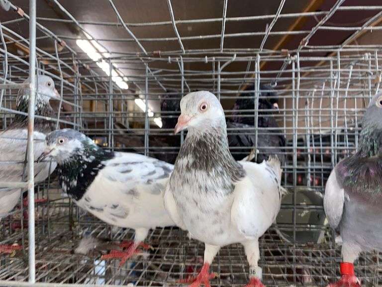 3 Tippler Pigeons