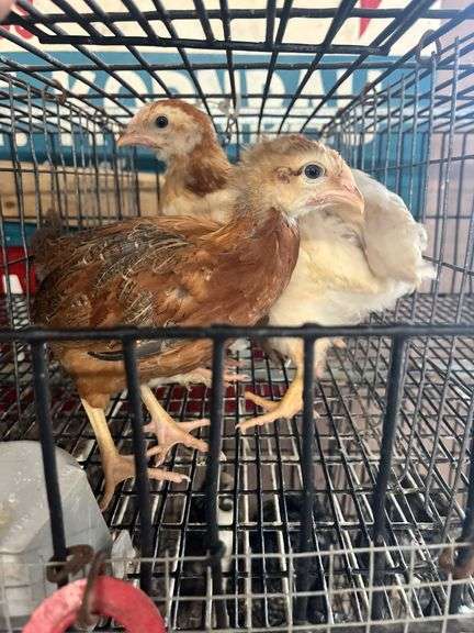 4 Pullets - 3 Cochins & 1 Olive Egger