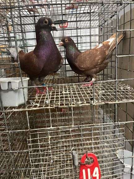 Pair Roller Pigeons