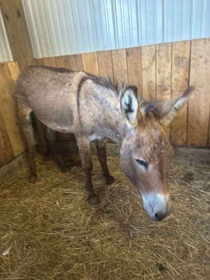 Jack Donkey - 7 Yrs Old - Friendly & Good w/ Livestock w/ Coggins Paperwork