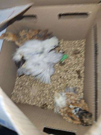 4 Cochin Banties & 1 Paint Silkie - 4 Wks Old