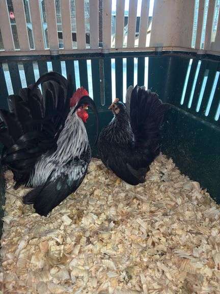 Breeding Pair Gray Japanese Chickens w/ Cage