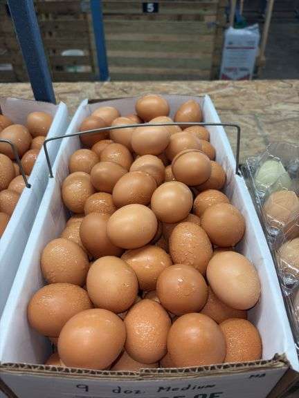 9 Doz Med Brown Eating Eggs