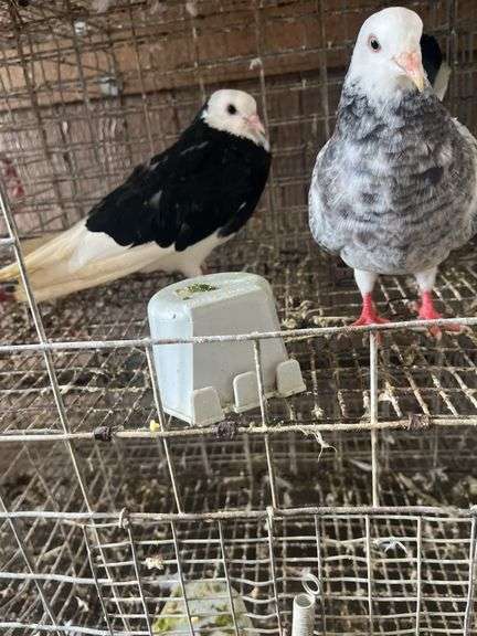 2 Roller Pigeons