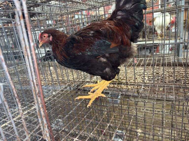 Bardyard Rooster - 4 Months Old