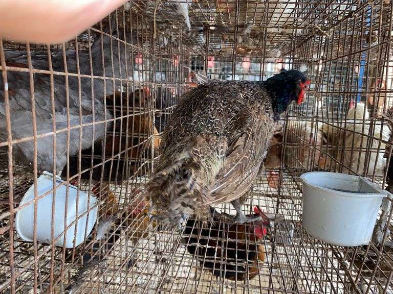 Male Melanistic Mutant Pheasant w/ Permit