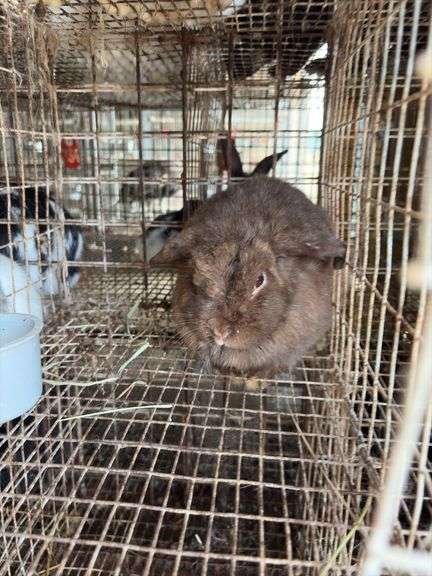 Mini Lop Doe