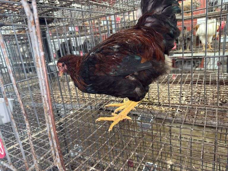 Bardyard Rooster - 4 Months Old