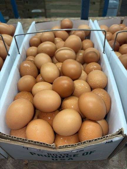 9 Doz Med Brown Eating Eggs