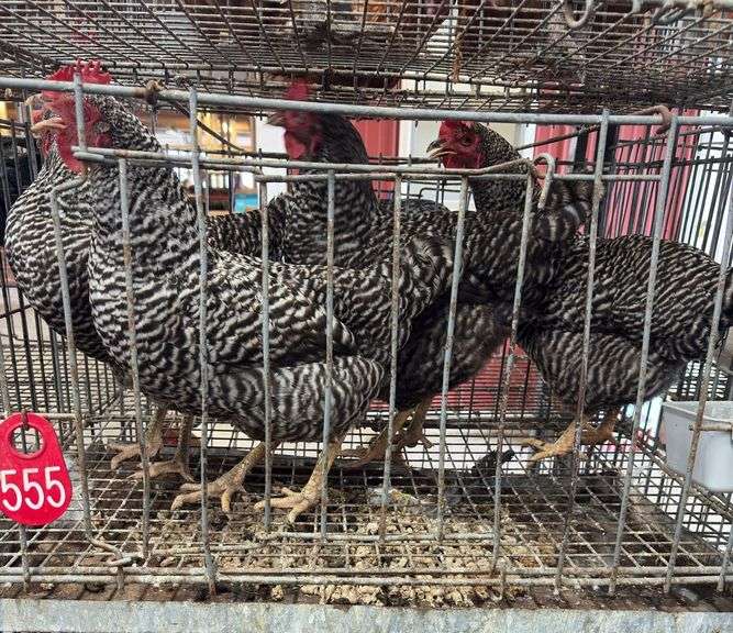 4 Barred Rock Hens - 8 Mos Old