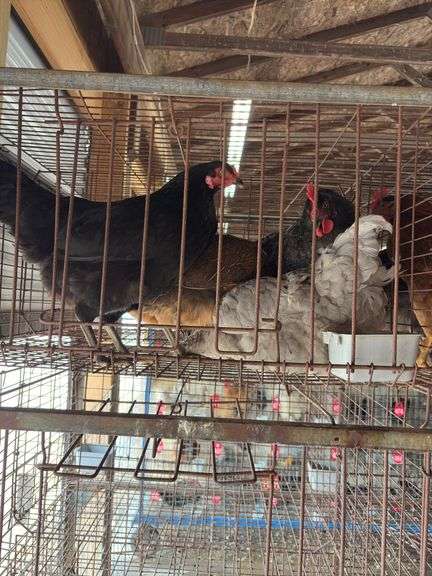 4 Easter Egger Australorp Hens - 2.5yrs Old