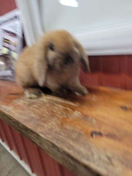 Orange Tort Mini Lop Buck - VM Gene - 8 Wks Old - Very Friendly - Handled By Kids