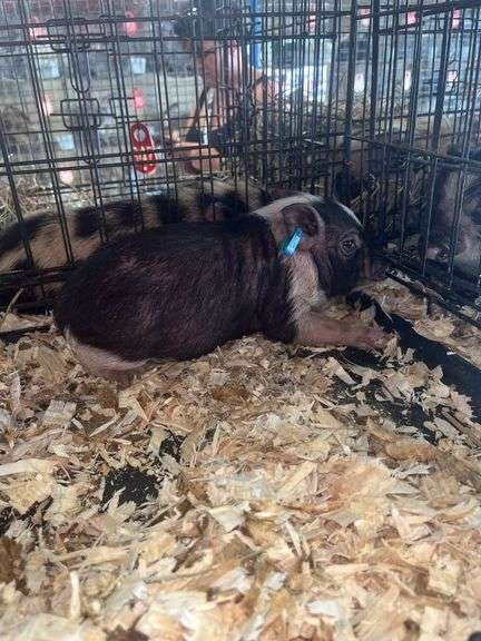 Gilt Mini Pot Belly Pig - 6 Wks Old