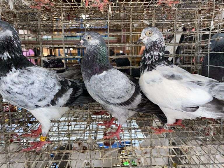 3 Tippler Pigeons