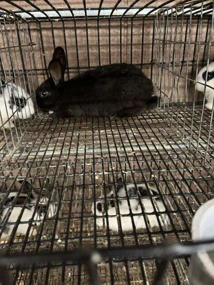 Black Bunny