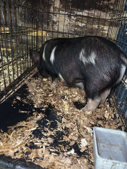 Black Gilt Kune Kune Pig - 9 Wks Old - Hand Fed