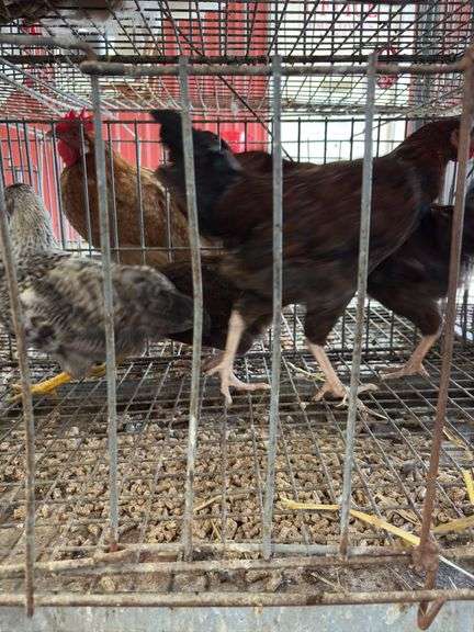 4 Barnyard Mix Roosters