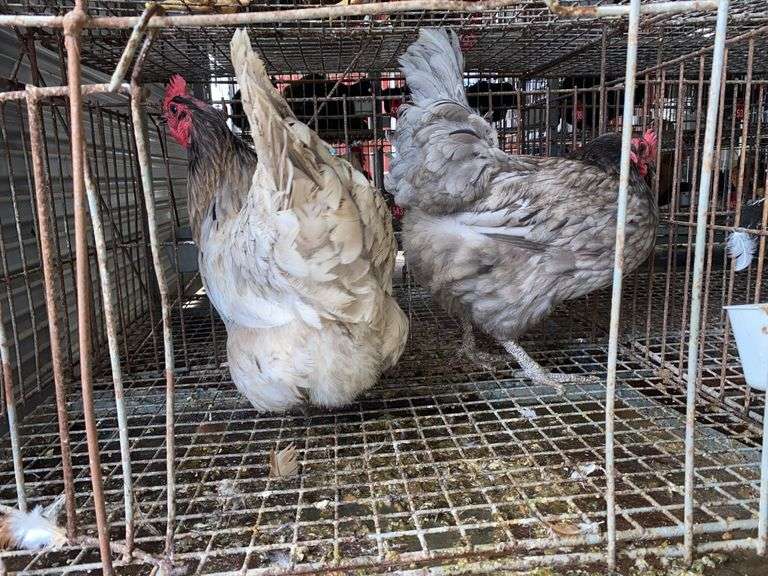 2 Lavender Orpington Laying Hens - 1 Yr Old