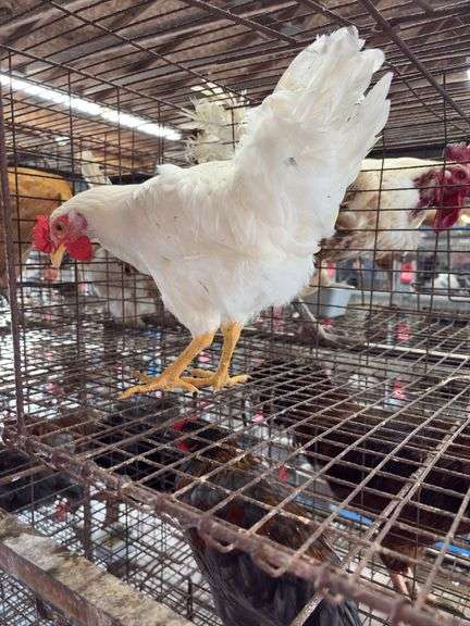 Leghorn Chicken