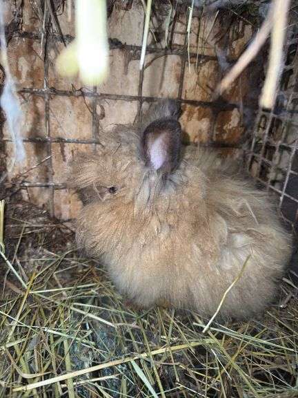 Tan Lionhead Buck