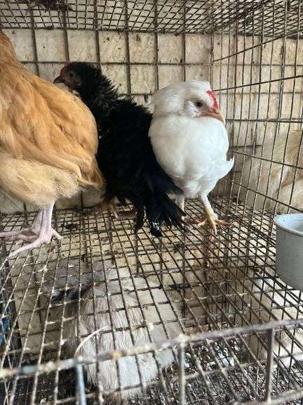 3 Roosters - Frizzle Young Buff Orpington