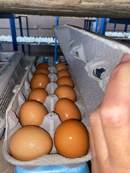 4 Doz Small Brown Eating Eggs