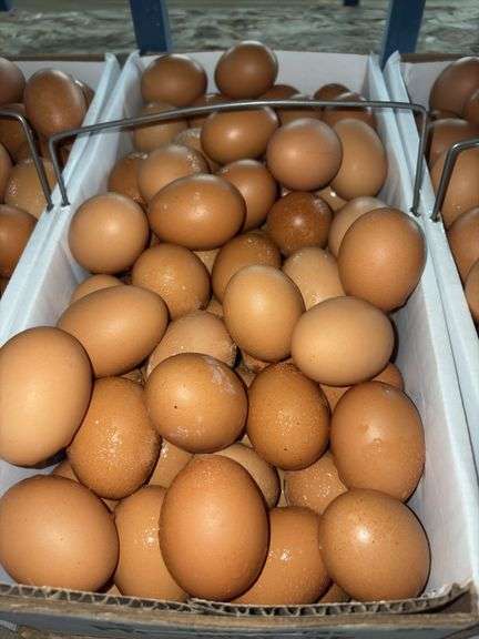 8 Doz Large Brown Eating Eggs