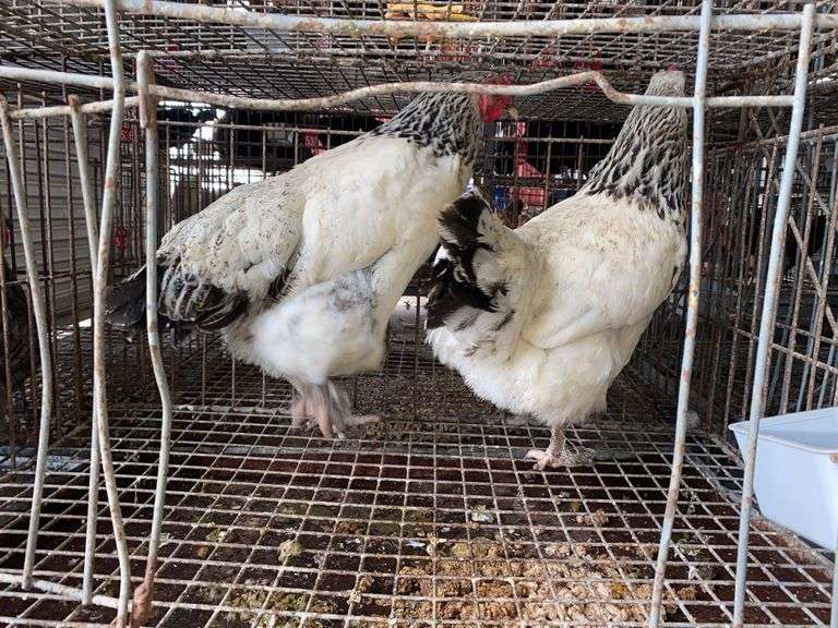 2 Light Brahma Laying Hens - 1 Yr Old