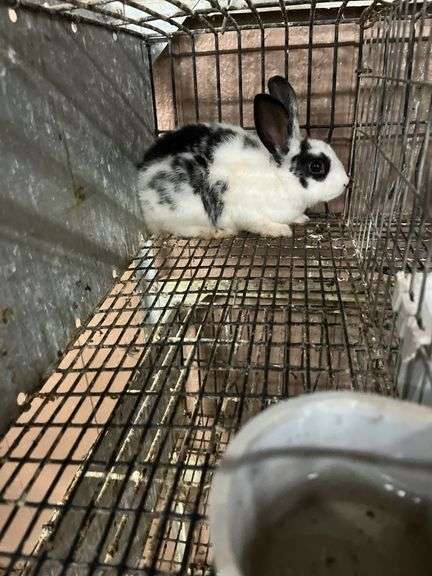 White & Black Bunny