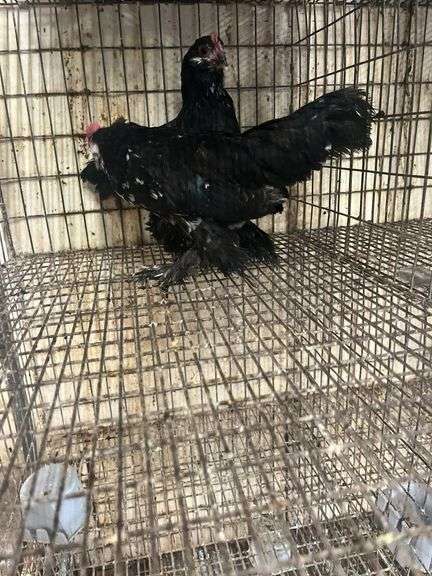 Pair Mottled D'uccles - 14 Wks Old