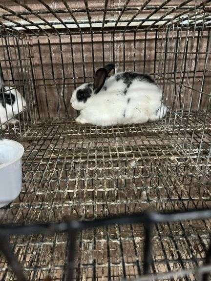 White & Black Bunny